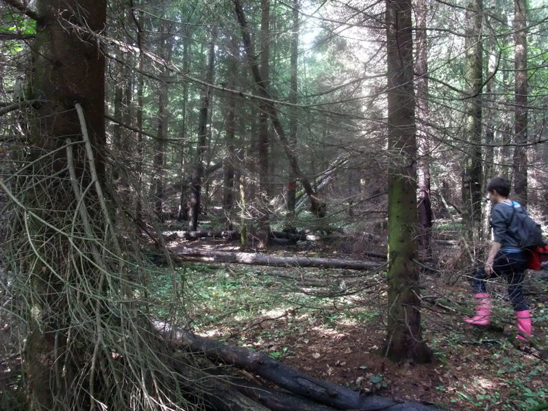 Буря в лесу. 30 августа 2012 года