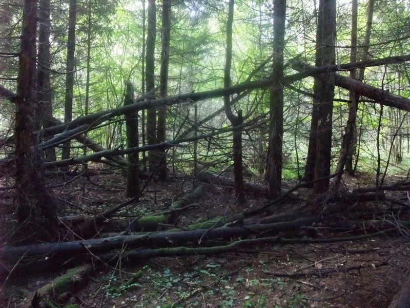 Буря в лесу, фото 3. 30 августа 2012 года