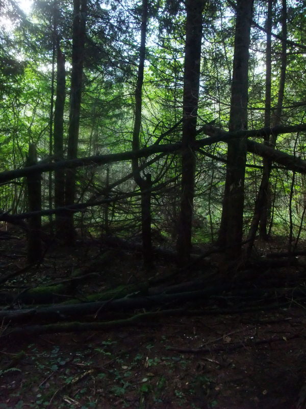 Буря в лесу, фото 4. 30 августа 2012 года