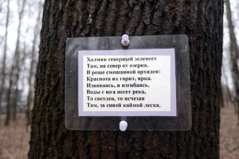 31 Ван Вэй на правом дереве в леске Щуцкого 12-4-2022